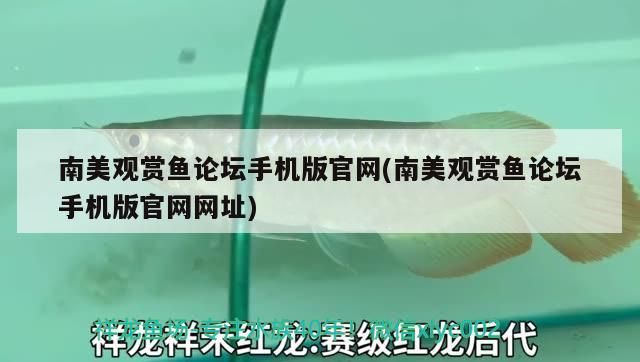 南美觀賞魚論壇手機版官網(南美觀賞魚論壇手機版官網網址)