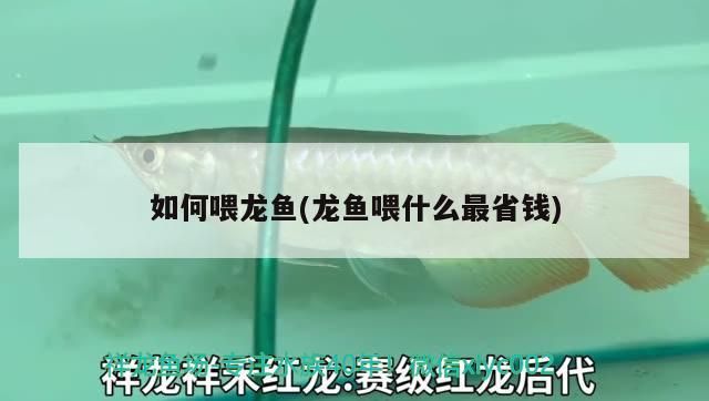 泰國虎 如何喂龍魚(龍魚喂什么最省錢) 觀賞魚百科 如何喂龍魚(龍魚喂什么最省錢) 如何喂龍魚(龍魚喂什么最省錢) 觀賞魚百科