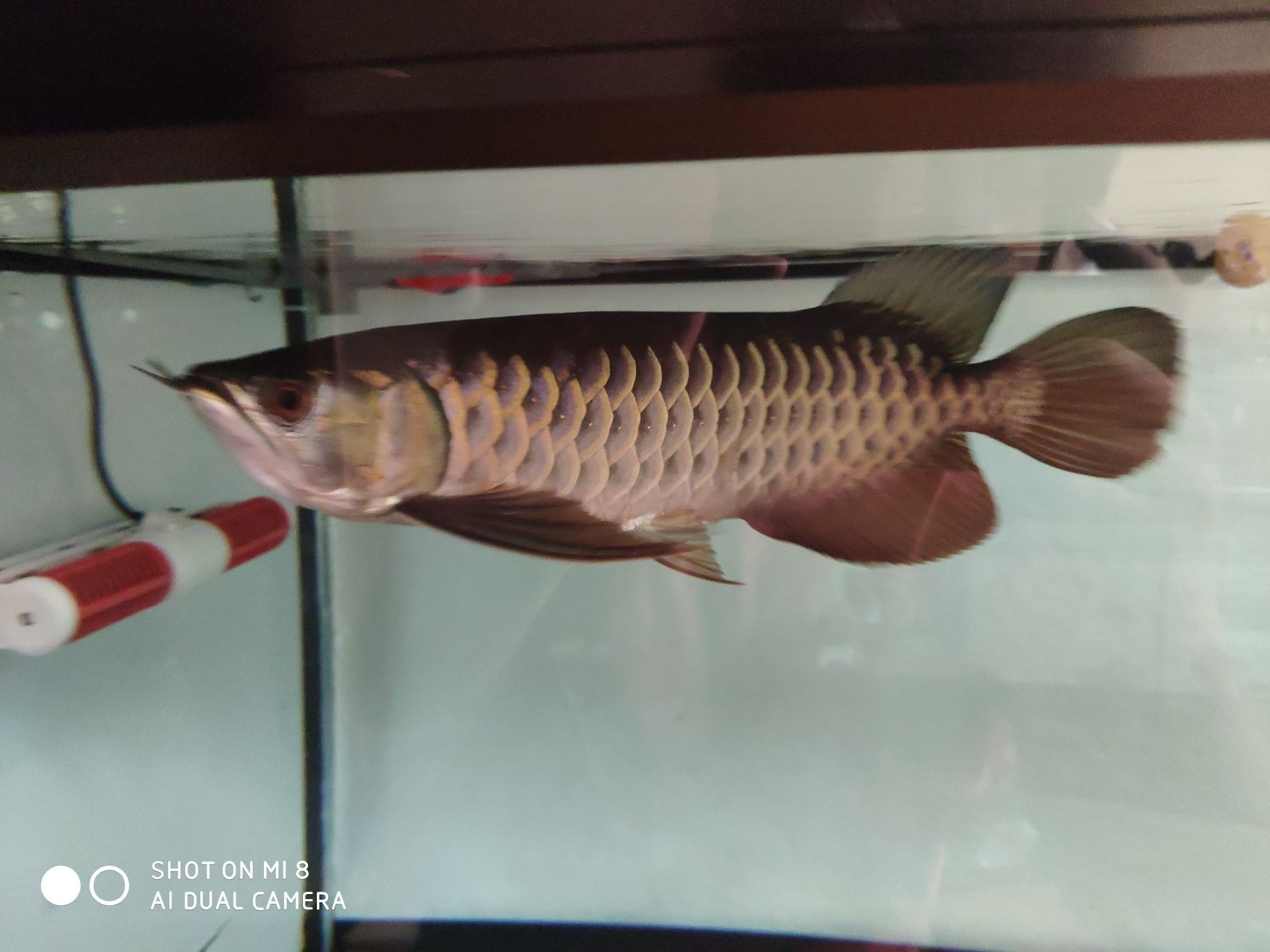 賀州觀賞魚市場新手必須看甄寶龍的后續章節正義永遠存在 賀州觀賞魚市場新手必須看甄寶龍的后續章節正義永遠存在 觀賞魚百科 第4張