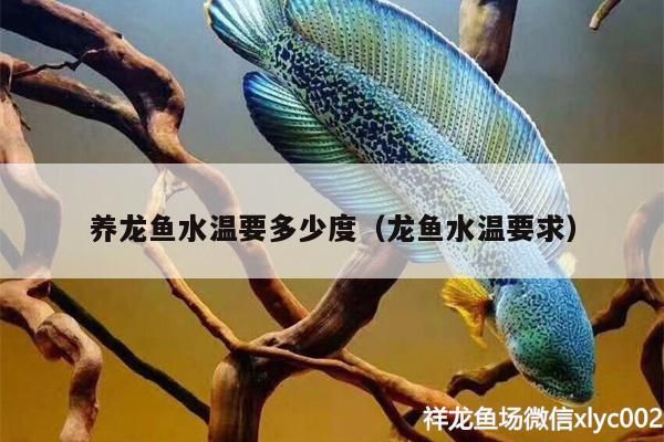 養(yǎng)龍魚水溫要多少度（龍魚水溫要求）