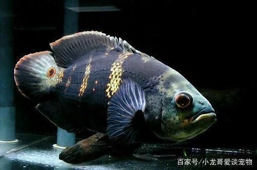 關于龍魚的資料有哪些作文：關于龍魚養殖的問題