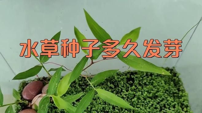 繁殖缸中水草的適宜生長速度（繁殖缸中水草的適宜生長速度對于水草的生長速度影響） 繁殖缸中水草的適宜生長速度（繁殖缸中水草的適宜生長速度對于水草的生長速度影響） 龍魚百科 第1張