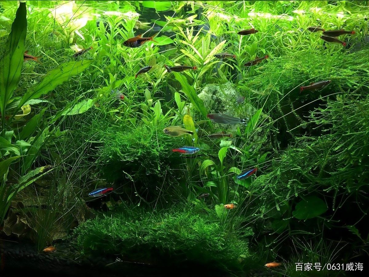 繁殖缸中水草的適宜生長速度（繁殖缸中水草的適宜生長速度對于水草的生長速度影響） 繁殖缸中水草的適宜生長速度（繁殖缸中水草的適宜生長速度對于水草的生長速度影響） 龍魚百科 第7張