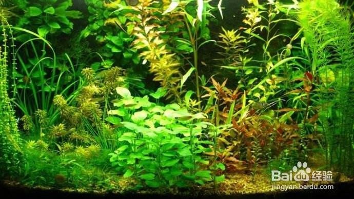 繁殖缸中水草的適宜生長速度（繁殖缸中水草的適宜生長速度對于水草的生長速度影響） 繁殖缸中水草的適宜生長速度（繁殖缸中水草的適宜生長速度對于水草的生長速度影響） 龍魚百科 第6張