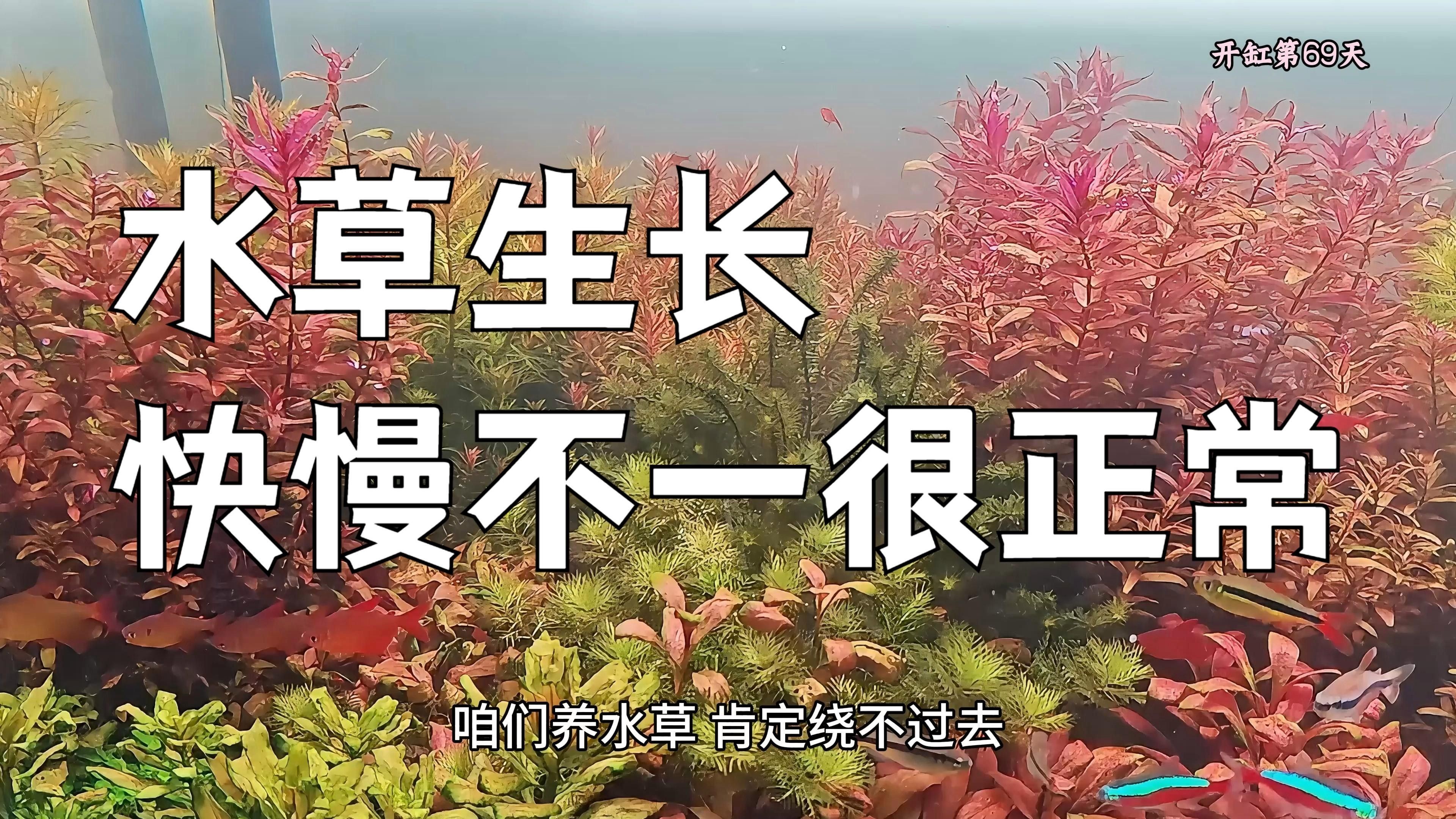 繁殖缸中水草的適宜生長速度（繁殖缸中水草的適宜生長速度對于水草的生長速度影響） 繁殖缸中水草的適宜生長速度（繁殖缸中水草的適宜生長速度對于水草的生長速度影響） 龍魚百科 第3張