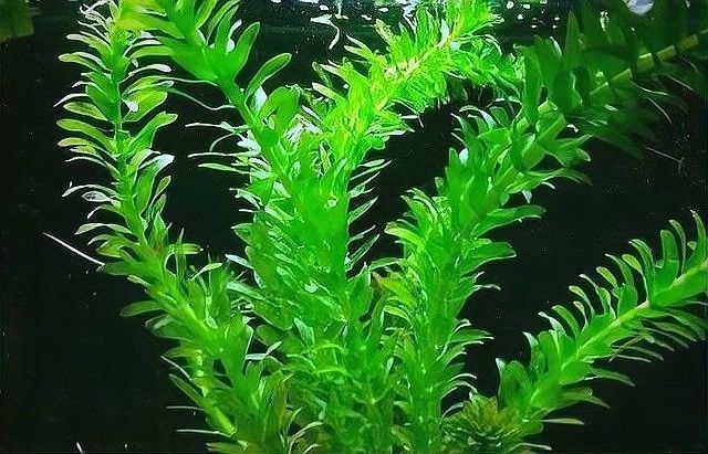 繁殖缸中水草的適宜生長速度（繁殖缸中水草的適宜生長速度對于水草的生長速度影響） 繁殖缸中水草的適宜生長速度（繁殖缸中水草的適宜生長速度對于水草的生長速度影響） 龍魚百科 第4張