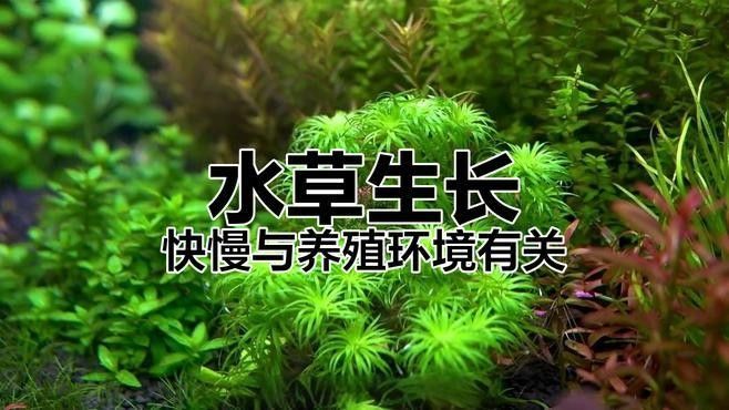 繁殖缸中水草的適宜生長速度（繁殖缸中水草的適宜生長速度對于水草的生長速度影響） 繁殖缸中水草的適宜生長速度（繁殖缸中水草的適宜生長速度對于水草的生長速度影響） 龍魚百科 第2張