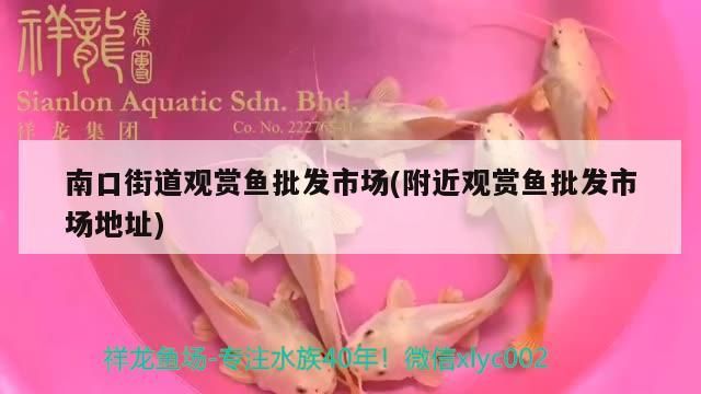 南口街道觀賞魚批發市場(附近觀賞魚批發市場地址)