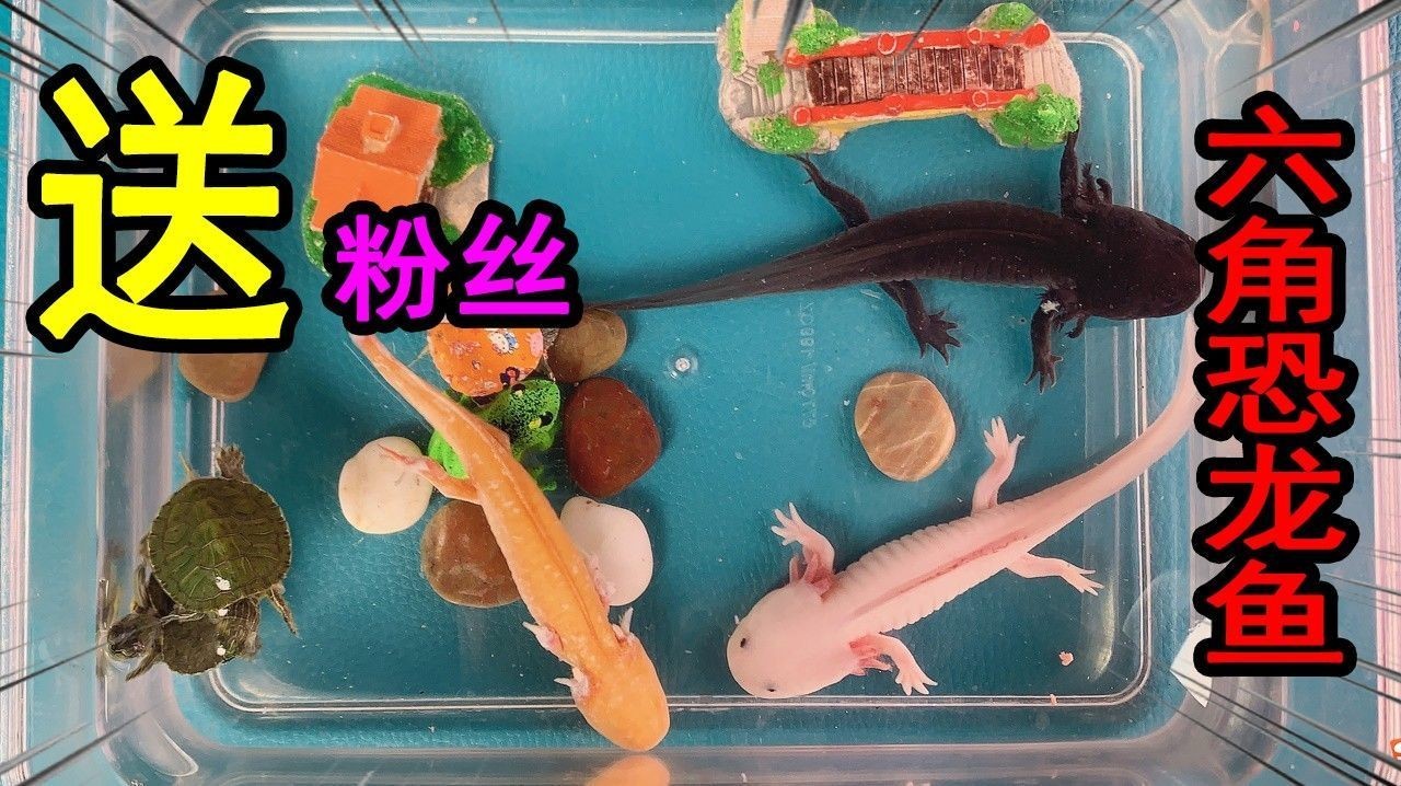 哪些魚適合和六角恐龍混養