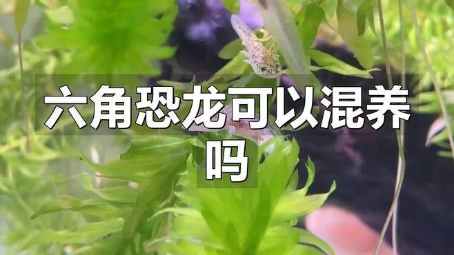 哪些魚適合和六角恐龍混養