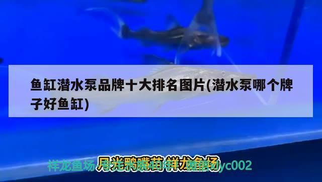 魚缸潛水泵品牌十大排名圖片(潛水泵哪個牌子好魚缸)