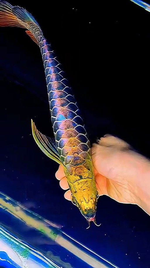 如何區分古典過背金龍和過背金龍 龍魚百科 第10張 如何區分古典過背金龍和過背金龍 如何區分古典過背金龍和過背金龍 龍魚百科 第10張