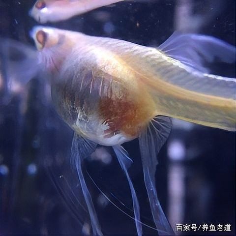 如何保持繁殖缸水溫穩定？（養魚老道孔雀魚繁殖季節注意事項，溫度水質全解析）