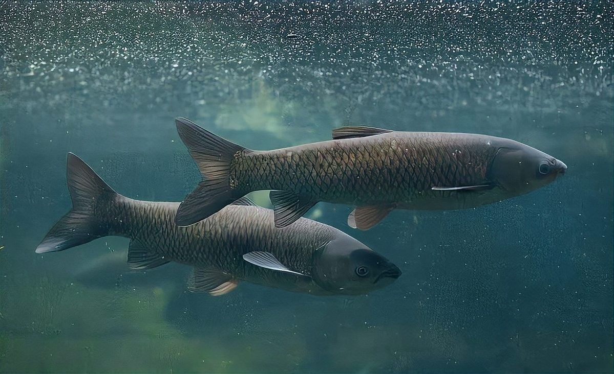 如何保持繁殖缸水溫穩定？（養魚老道孔雀魚繁殖季節注意事項，溫度水質全解析）