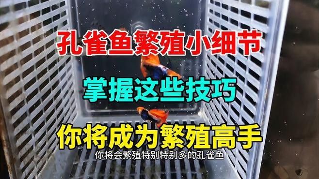 如何保持繁殖缸水溫穩定？（養魚老道孔雀魚繁殖季節注意事項，溫度水質全解析）