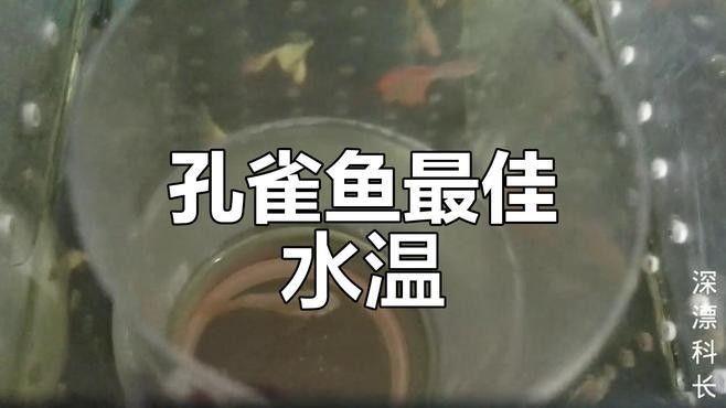 如何保持繁殖缸水溫穩定？（養魚老道孔雀魚繁殖季節注意事項，溫度水質全解析）