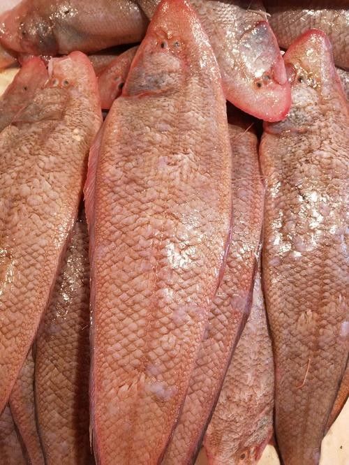 杭州水產市場有哪些龍魚品種