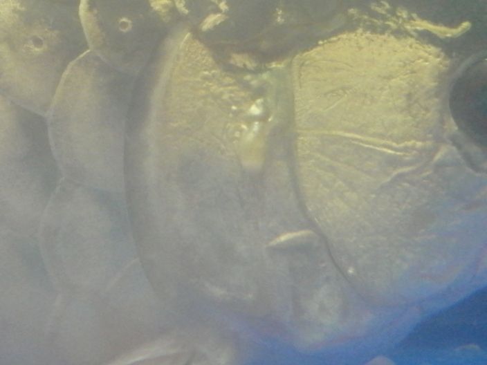 龍魚(yú)腮水腫水泡還趴缸