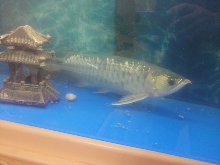 龍魚(yú)腮水腫水泡還趴缸