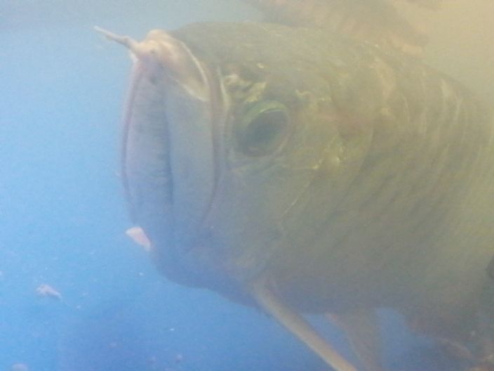 龍魚(yú)腮水腫水泡還趴缸