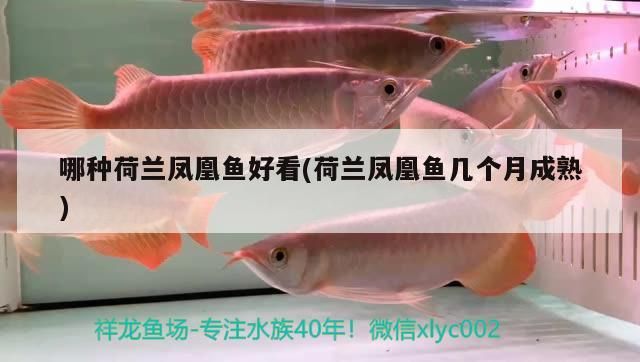 哪種荷蘭鳳凰魚好看(荷蘭鳳凰魚幾個月成熟) 哪種荷蘭鳳凰魚好看(荷蘭鳳凰魚幾個月成熟) 觀賞魚百科