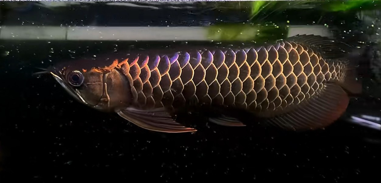 精品古典過背金龍魚