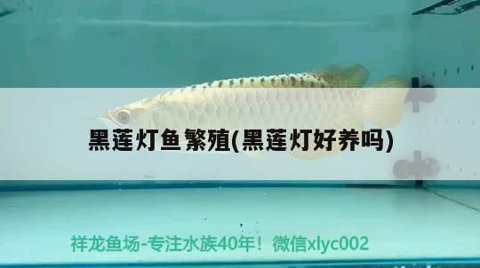 黑蓮燈魚繁殖(黑蓮燈好養嗎) 黑蓮燈魚繁殖(黑蓮燈好養嗎) 觀賞魚百科
