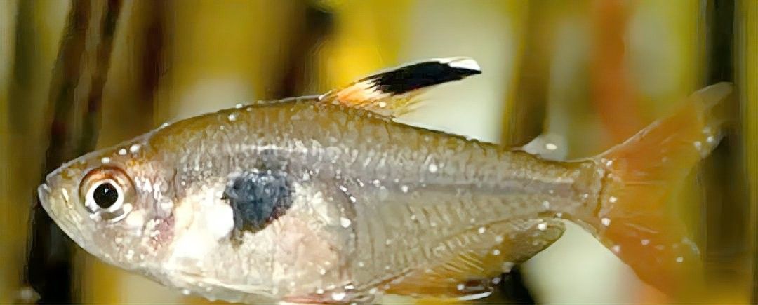 六角龍魚白斑病多久能治好 六角龍魚白斑病多久能治好 龍魚百科 第4張