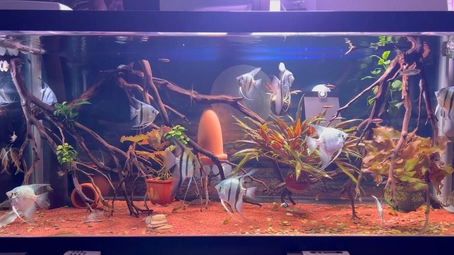 埃及神仙魚和龍魚混養需要哪些躲避裝飾 埃及神仙魚和龍魚混養需要哪些躲避裝飾 龍魚百科 第4張