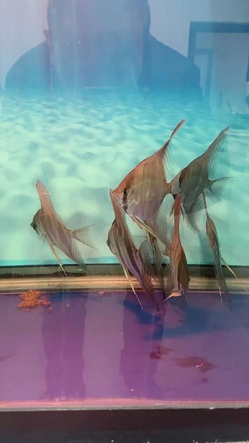 埃及神仙魚和龍魚混養需要哪些躲避裝飾 埃及神仙魚和龍魚混養需要哪些躲避裝飾 龍魚百科 第5張