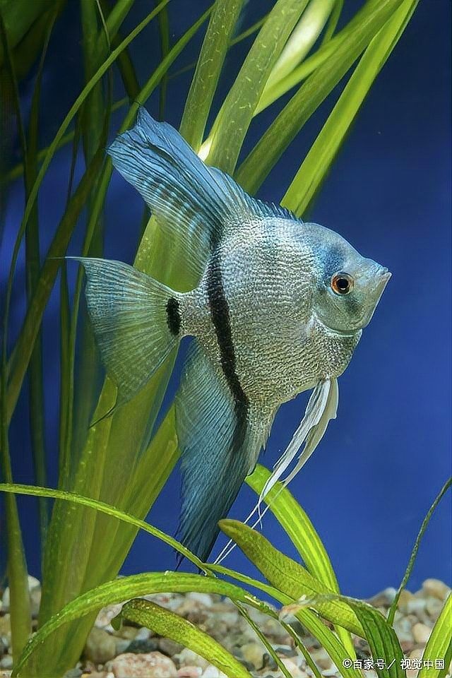 混養時如何確保神仙魚的安全（養魚老道，不同種類觀賞魚如何混養記住這5點原則）