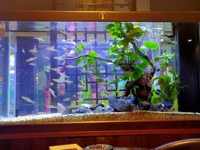 混養時如何確保神仙魚的安全（養魚老道，不同種類觀賞魚如何混養記住這5點原則）