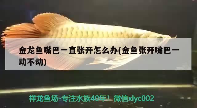 金龍魚嘴巴一直張開怎么辦(金魚張開嘴巴一動不動)（金龍魚嘴巴一直張開嘴巴一直張開怎么辦和金魚張開嘴巴一動不動）
