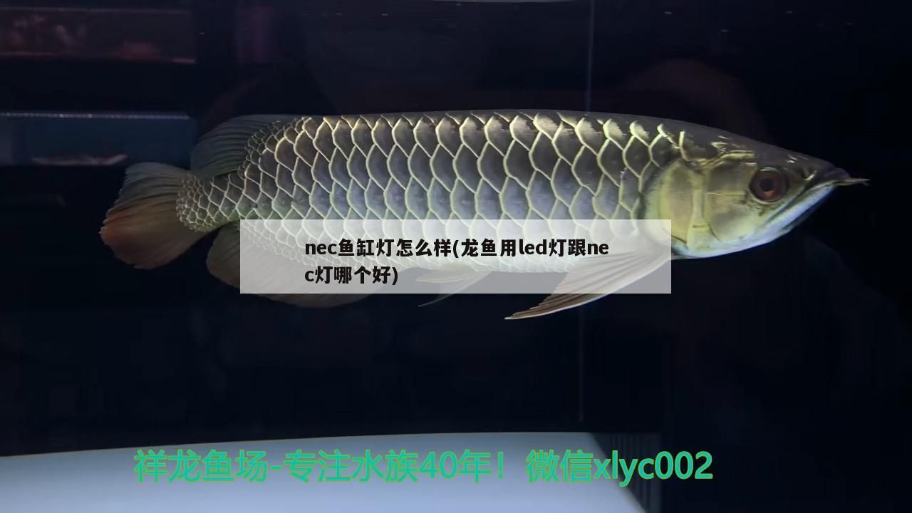 nec魚(yú)缸燈怎么樣(龍魚(yú)用led燈跟nec燈哪個(gè)好) nec魚(yú)缸燈怎么樣(龍魚(yú)用led燈跟nec燈哪個(gè)好) 觀賞魚(yú)百科