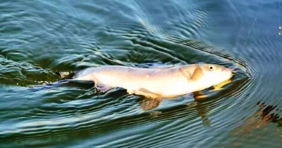 龍魚垂釣是否合法？