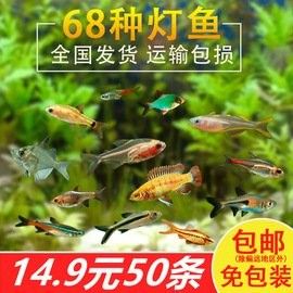 古典過背金龍的價格是多少？