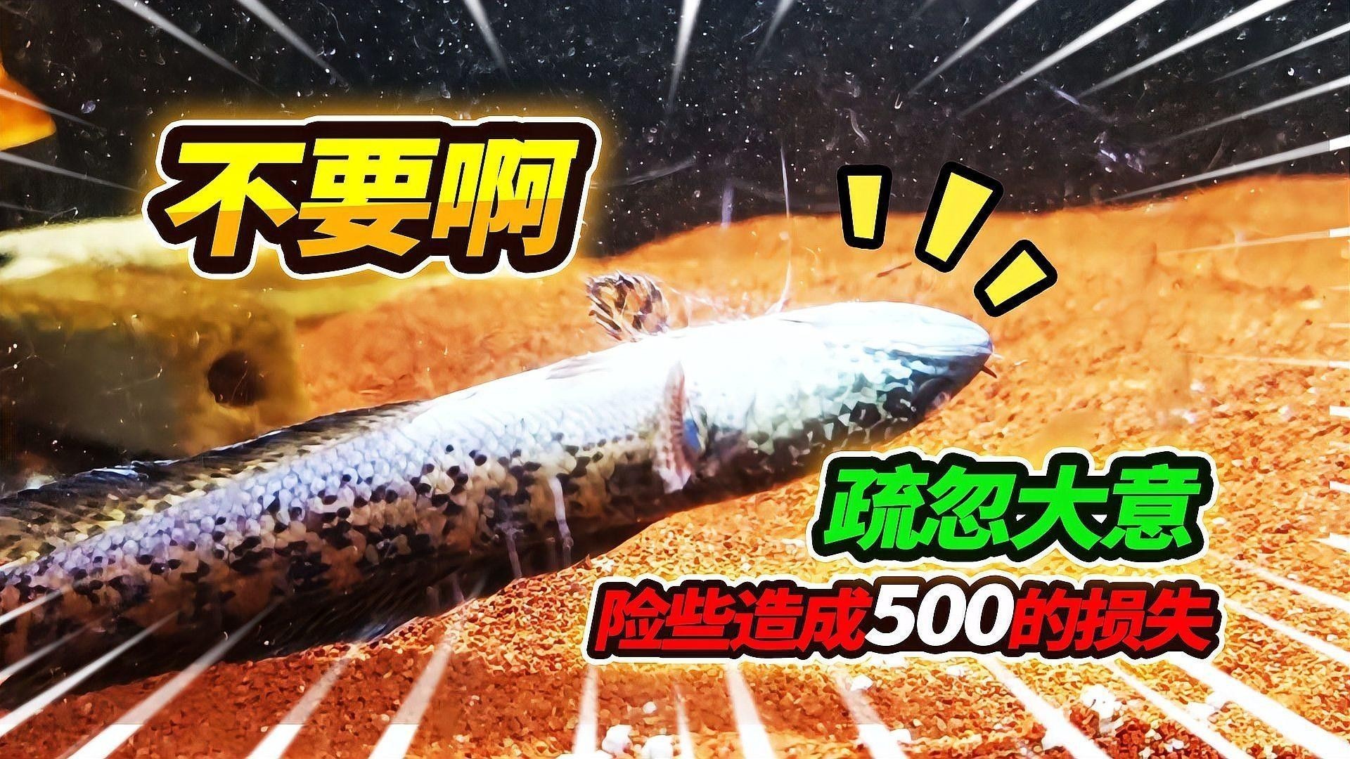 雷龍魚跳缸怎么辦（雷龍跳缸后如何處理急救措施全解析）