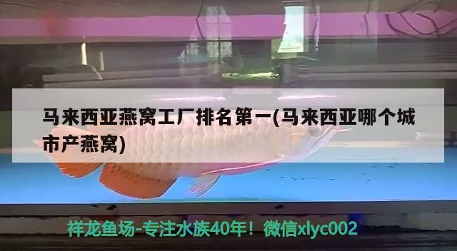 馬來西亞燕窩工廠排名第一(馬來西亞哪個城市產燕窩)
