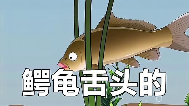 龍魚有哪些常見的捕獵對象（龍魚喂食排行榜） 龍魚有哪些常見的捕獵對象（龍魚喂食排行榜） 龍魚百科 第1張