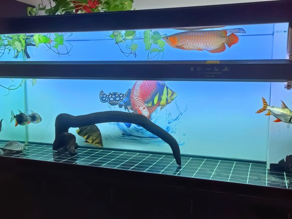 龍貓魚缸造景（龍魚魚缸造景） 龍貓魚缸造景（龍魚魚缸造景） 觀賞魚百科
