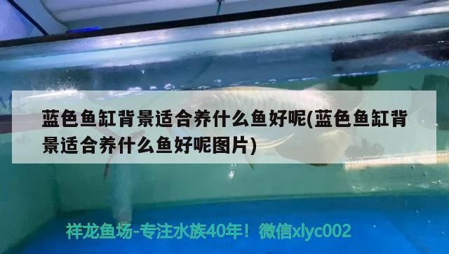 藍色魚缸背景適合養什么魚好呢(藍色魚缸背景適合養什么魚好呢圖片)