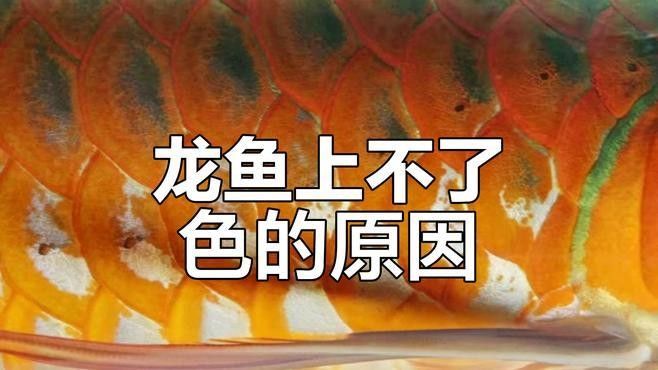 金龍魚發色需要哪些特定飼料？