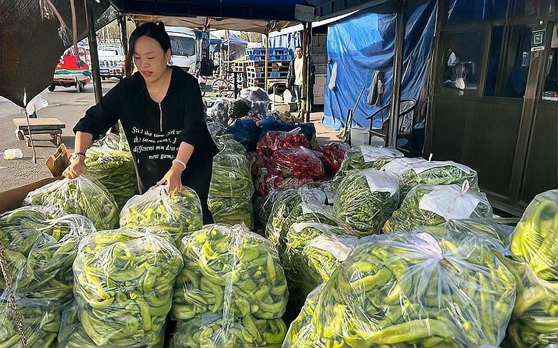 哪里可以購買到金龍魚