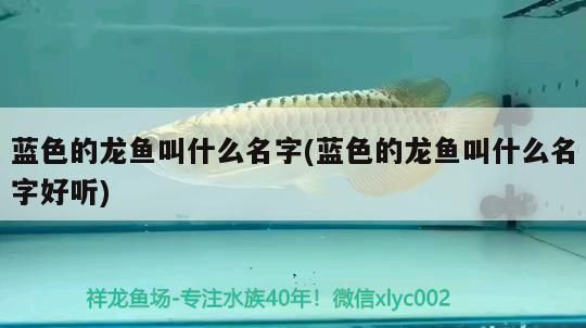 過背金龍魚 藍色的龍魚叫什么名字(藍色的龍魚叫什么名字好聽) 觀賞魚百科 藍色的龍魚叫什么名字(藍色的龍魚叫什么名字好聽) 藍色的龍魚叫什么名字(藍色的龍魚叫什么名字好聽) 觀賞魚百科