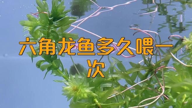 六角恐龍魚苗多久喂一次（六角恐龍魚喂食頻率取決于其生長階段和具體需求）