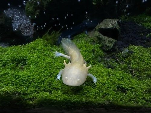 六角恐龍魚苗多久喂一次（六角恐龍魚喂食頻率取決于其生長階段和具體需求）