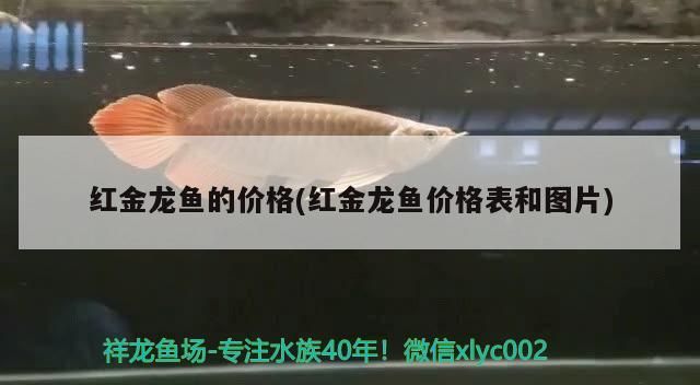 紅金龍魚的價(jià)格(紅金龍魚價(jià)格表和圖片)