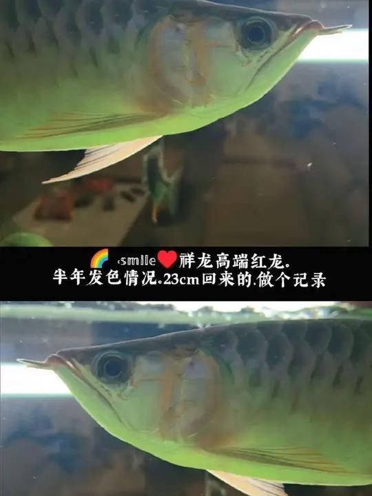 荔浦哪個水族館龍魚好？祥龍魚場龍魚 荔浦哪個水族館龍魚好？祥龍魚場龍魚 龍魚百科 第10張