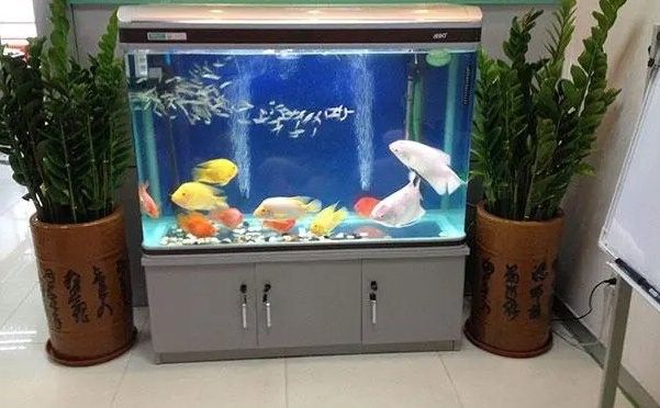 龍魚缸黃色燈光應該如何擺放
