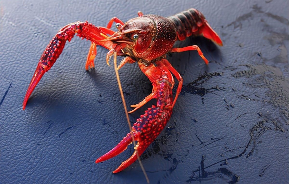 龍魚和龍蝦能否一起混養？